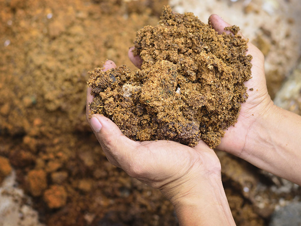 rete ornitologiche