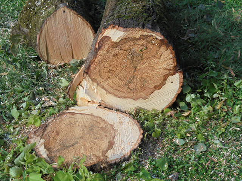 rete ornitologiche