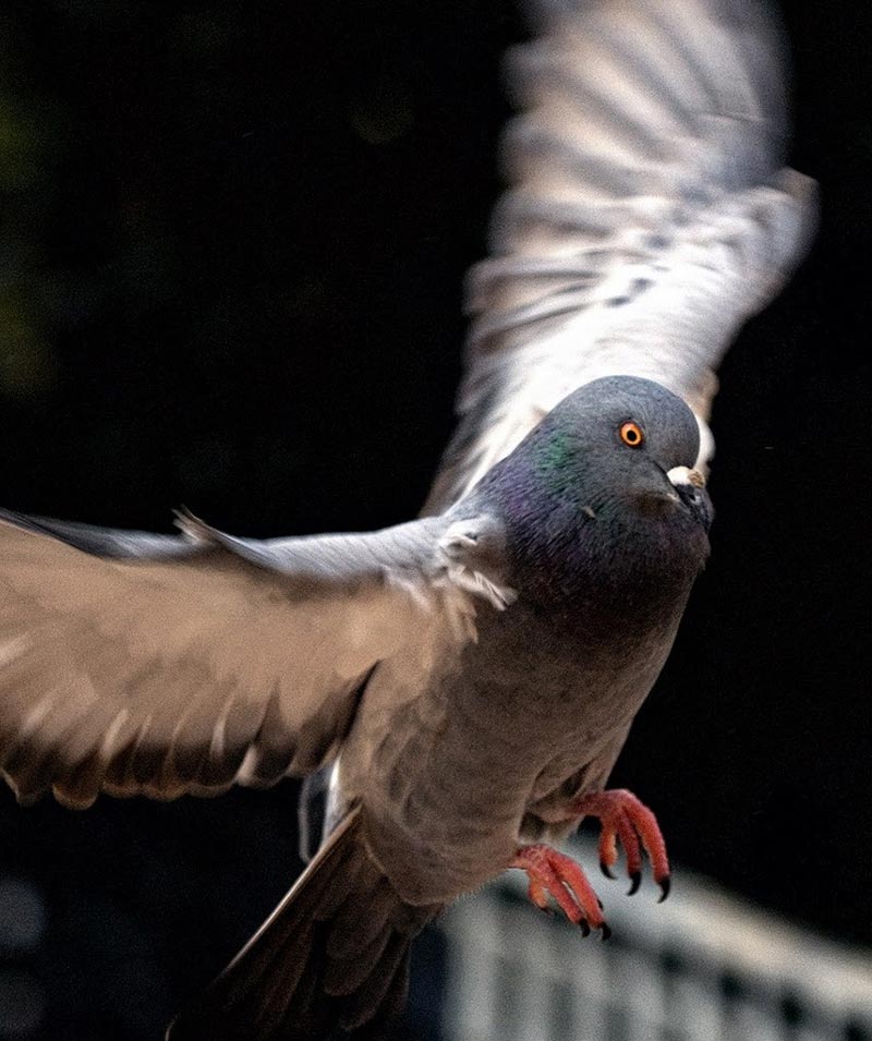 Servizio Dordoni - Servizio di Allontanamento Volatili